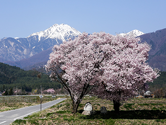 常念岳と桜